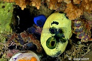 Polycarpa sp2 4 siphons-Wakatobi Pasar wajo Beach-5m-20180602-Denis-ADER-DSC_3271_tn